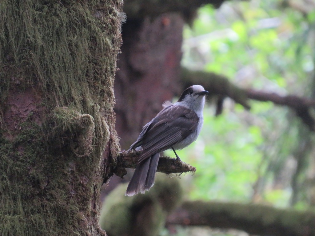 Canada Jay - Brianna Hitchcock