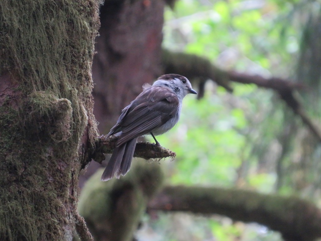 Canada Jay - Brianna Hitchcock