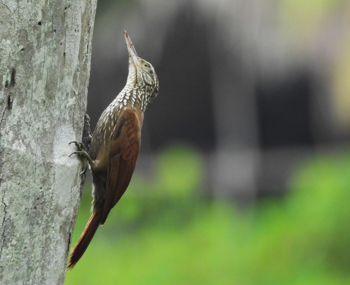 Straight-billed Woodcreeper - ML637029963