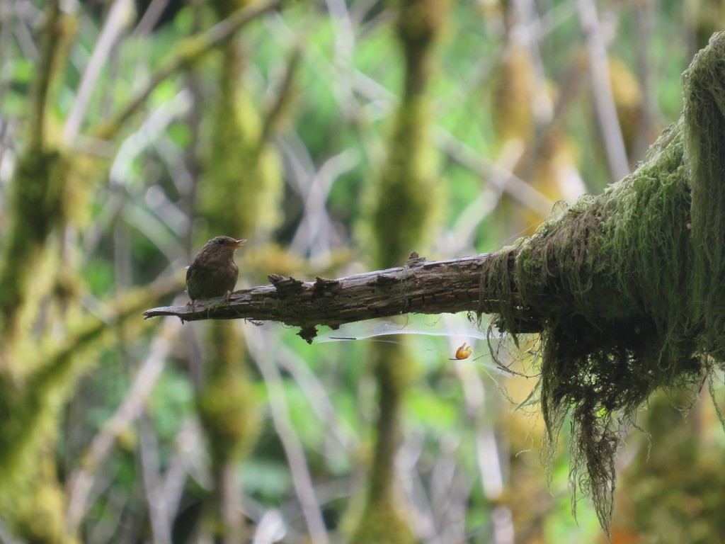 Pacific Wren - Brianna Hitchcock