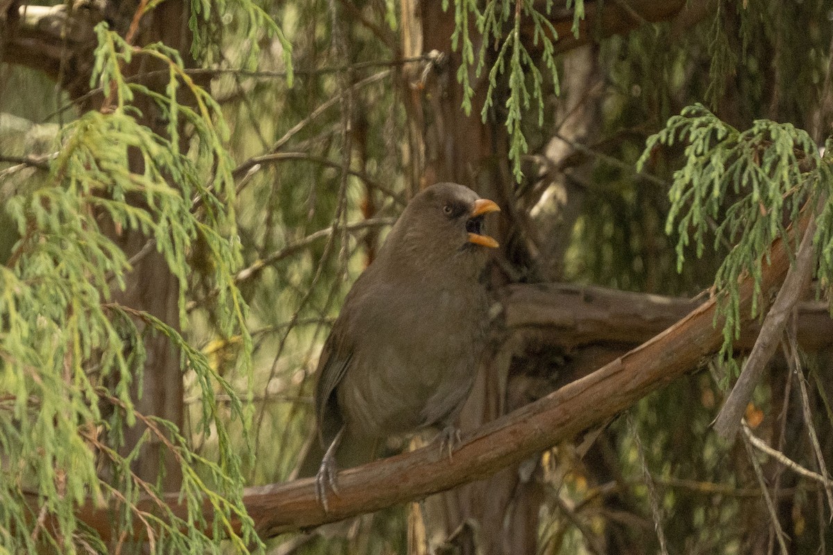 Great Parrotbill - ML637030030