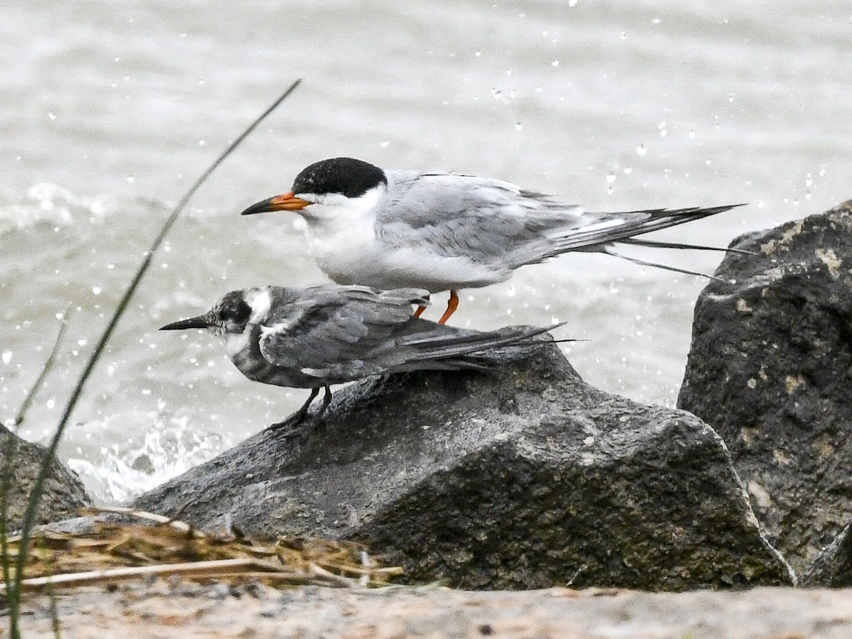 Forster's Tern - ML637030031
