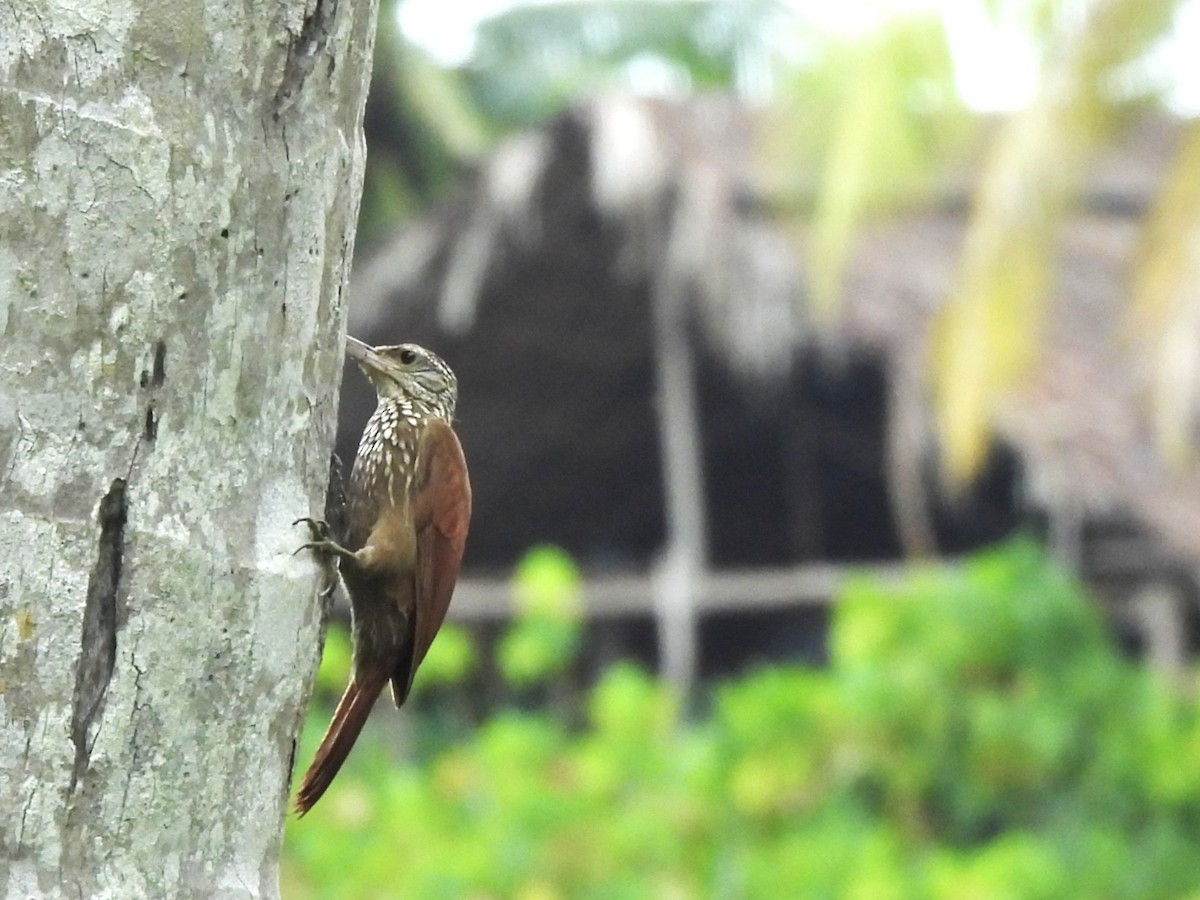 Straight-billed Woodcreeper - ML637030034