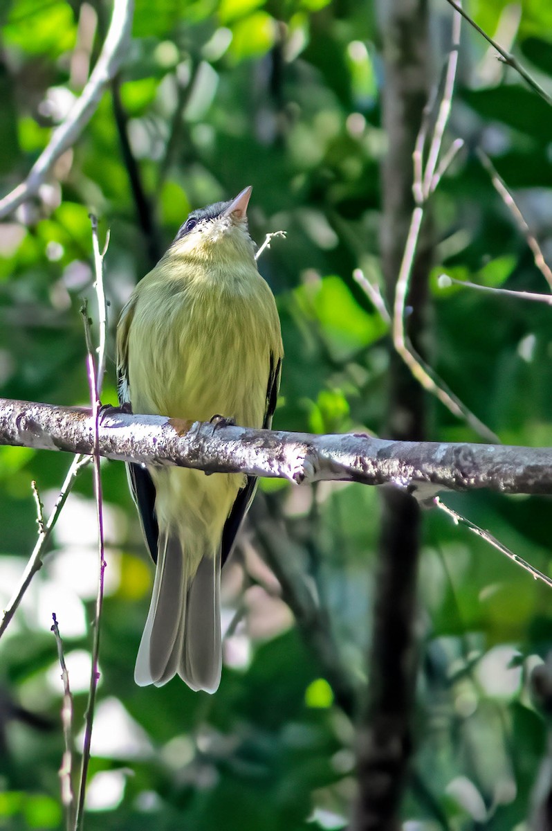 Rough-legged Tyrannulet - ML637030212