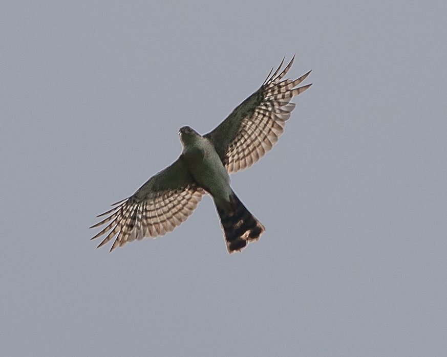 Semicollared Hawk - ML637030314