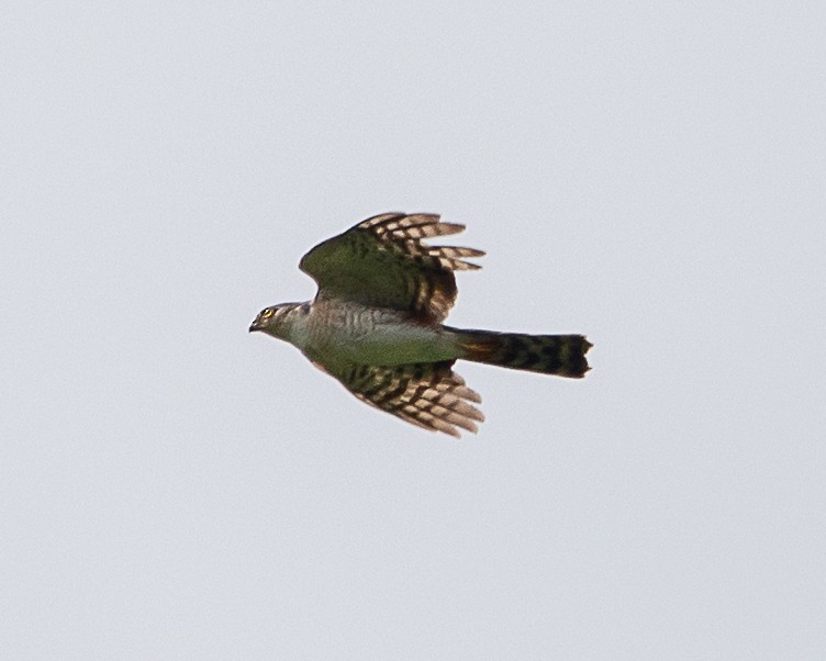 Semicollared Hawk - ML637030315