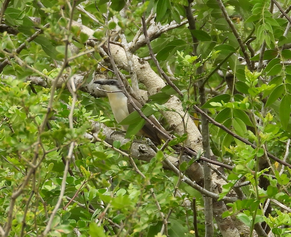 Dark-billed Cuckoo - ML637030331