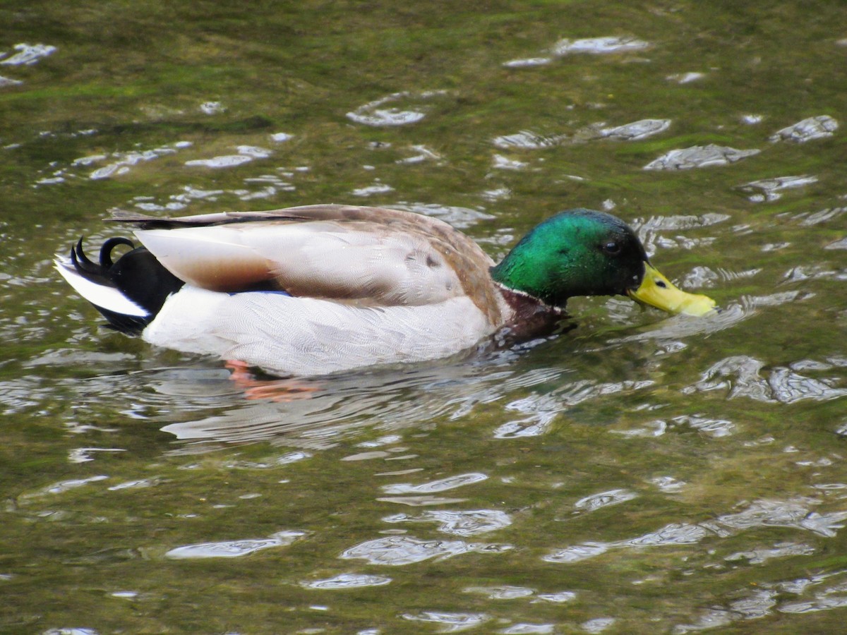 Mallard - ML637030388