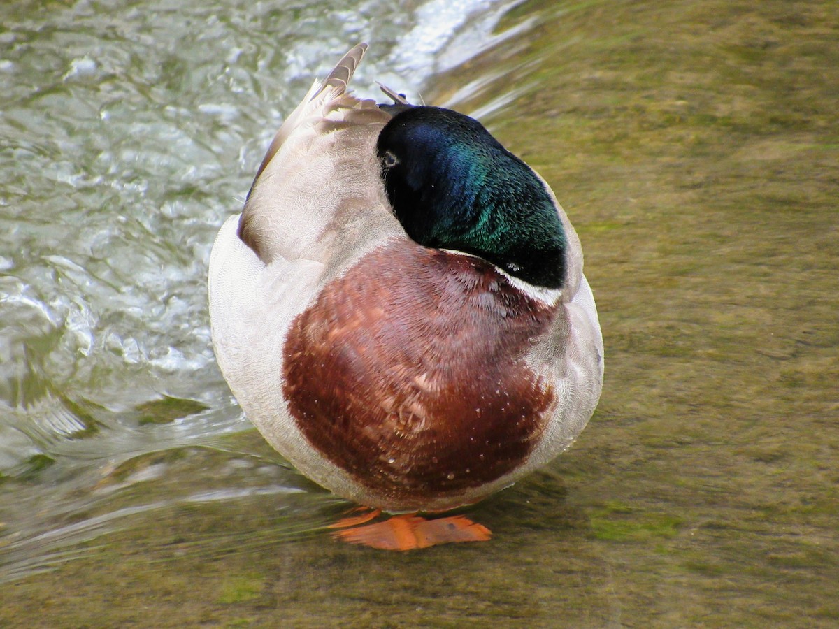 Mallard - ML637030389