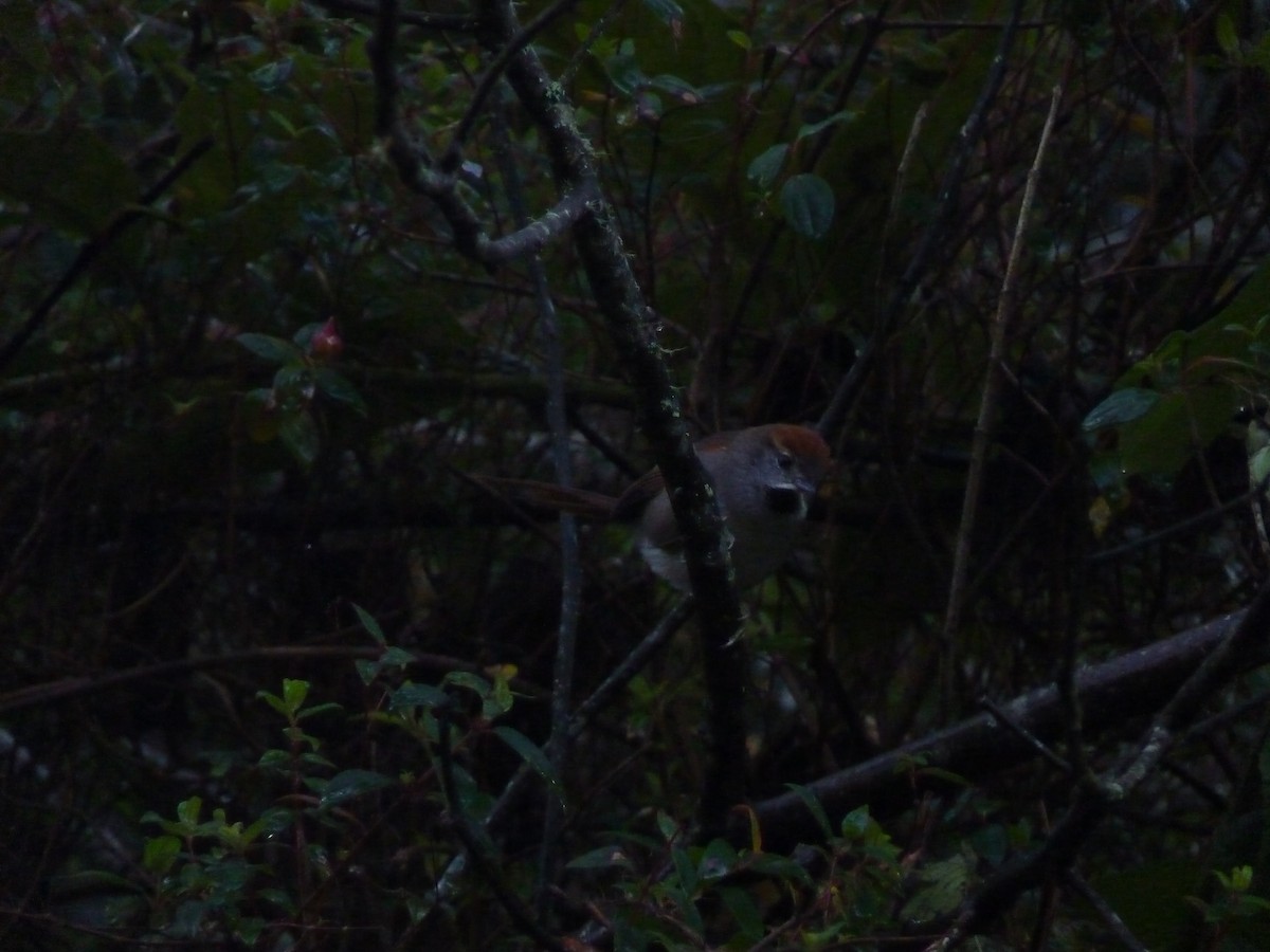 Azara's Spinetail - ML637030462