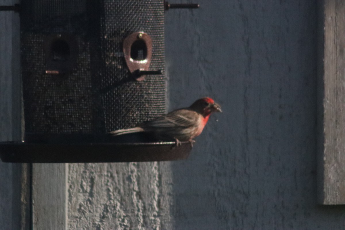 House Finch - ML637030591