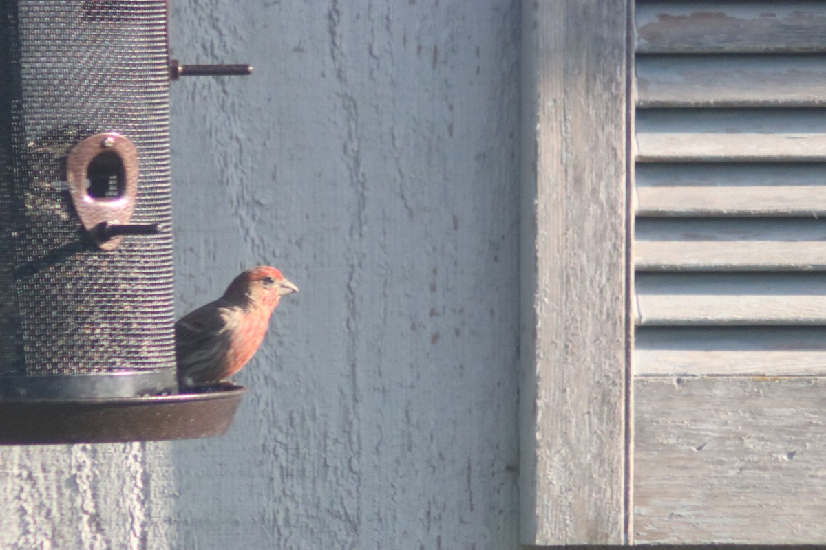 House Finch - ML637030594