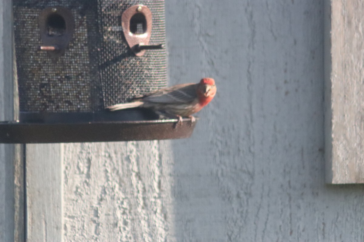 House Finch - ML637030595