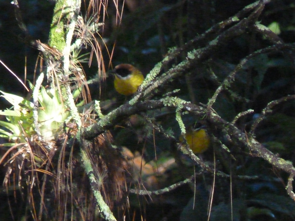 Moustached Brushfinch (Merida) - ML637030696