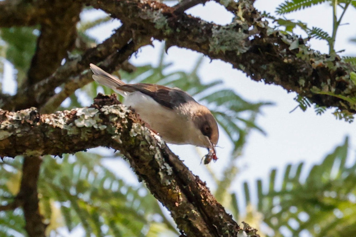 Brown-headed Apalis - ML637030746