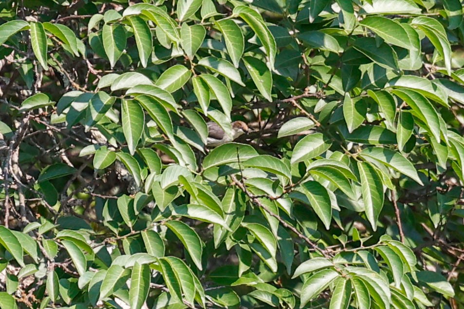 Brown-headed Apalis - ML637030757