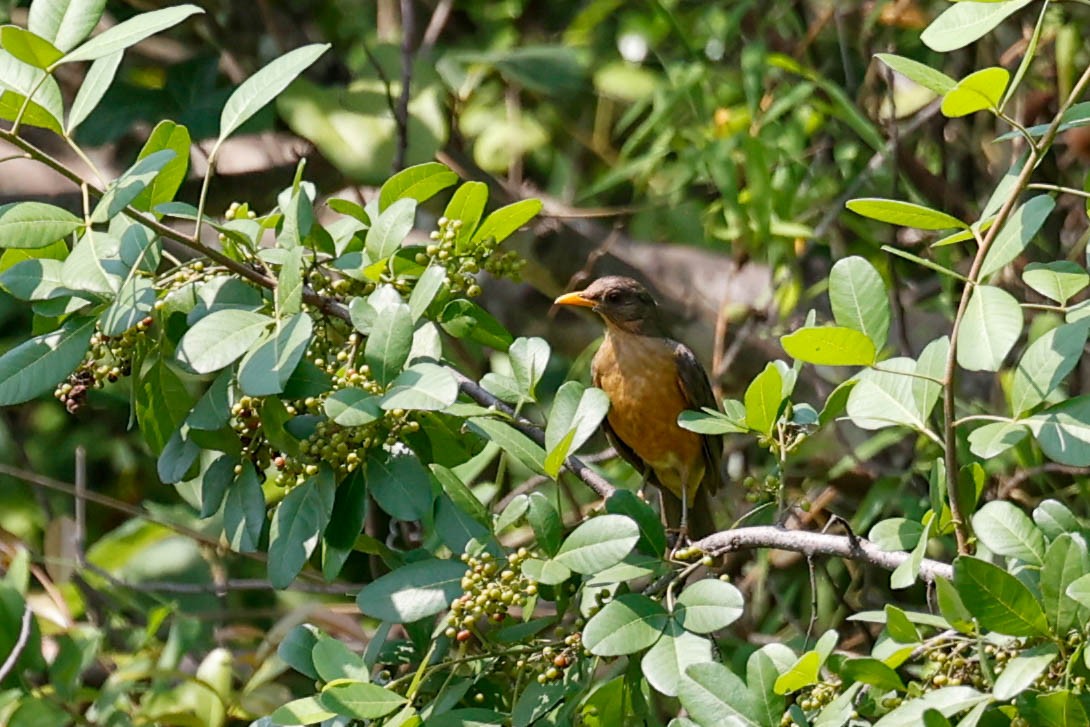 African Thrush - ML637030780