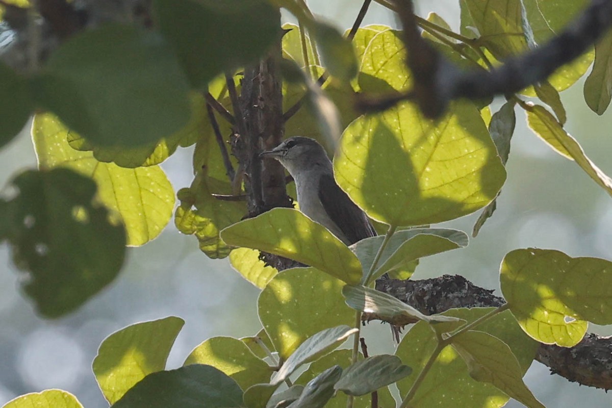 Ashy Flycatcher - ML637030803