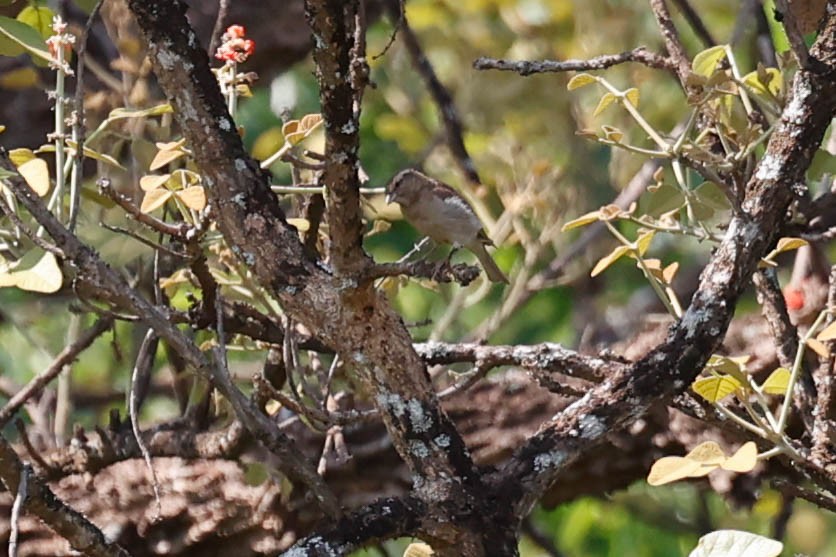 Yellow-throated Bush Sparrow - ML637030819