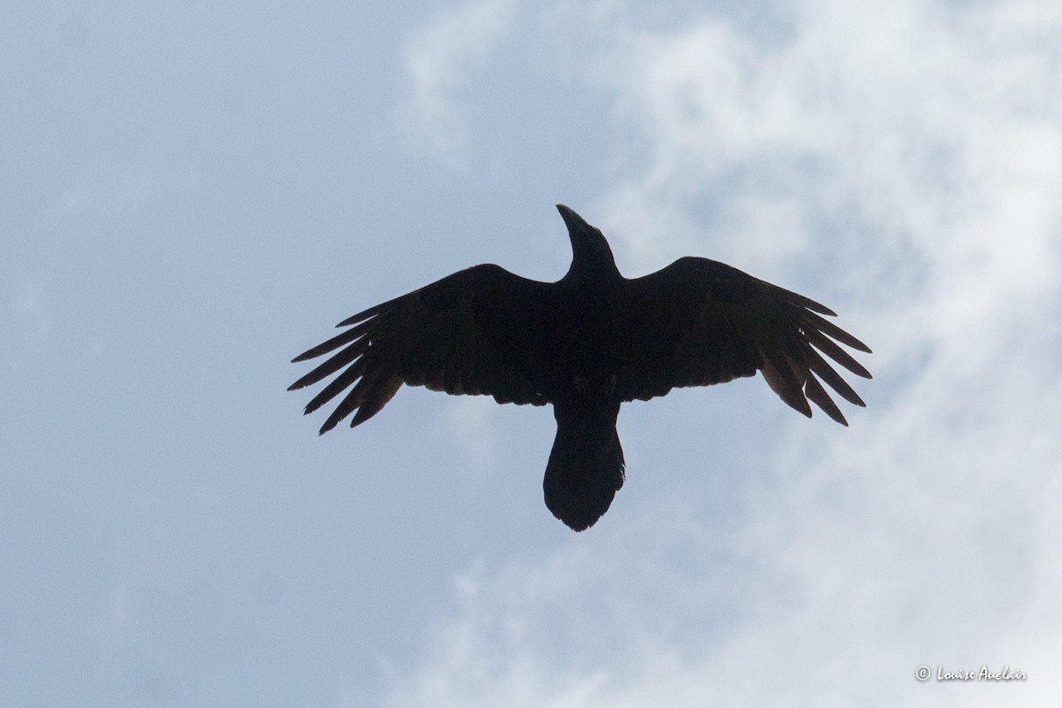Common Raven - ML637030826