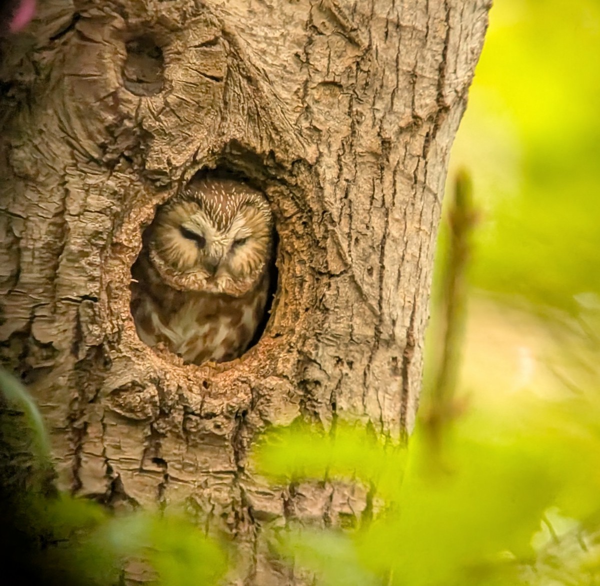 Northern Saw-whet Owl - ML637030849