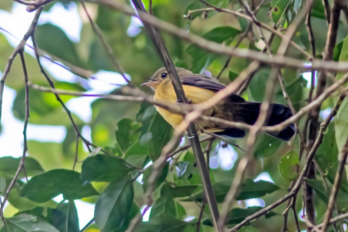 Black-tailed Flycatcher - ML637030854
