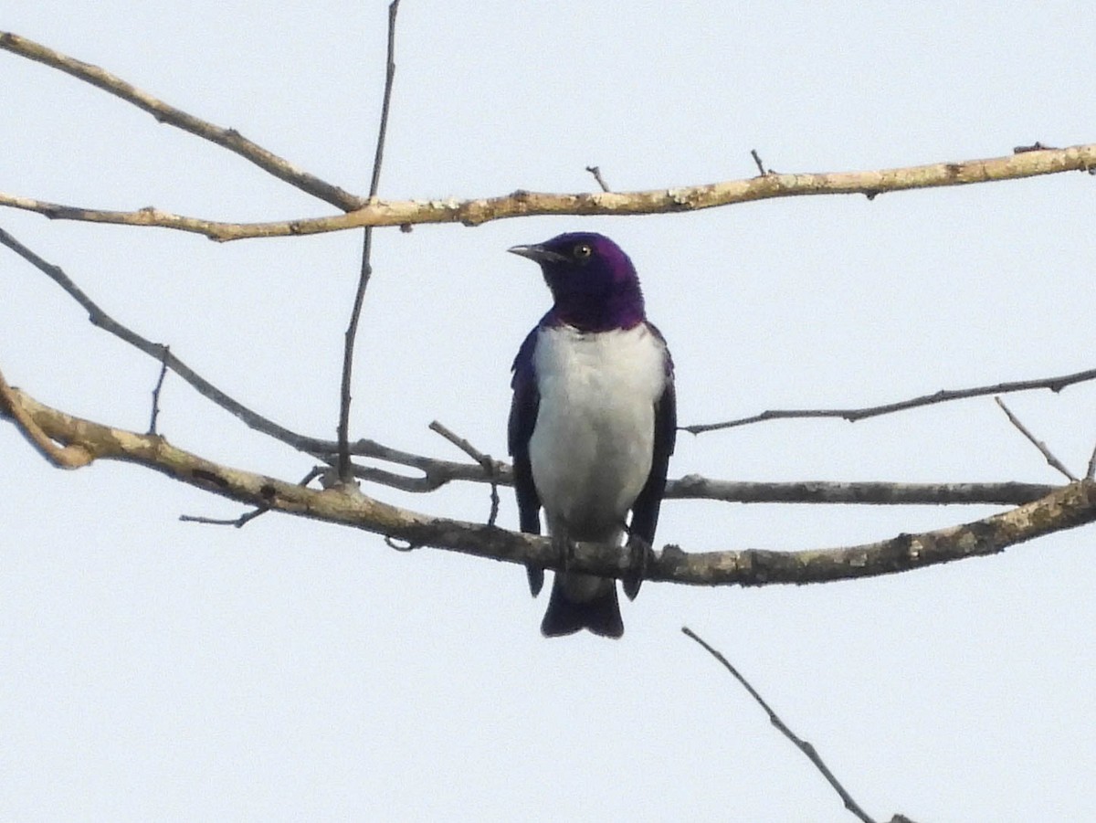 Violet-backed Starling - ML637030855