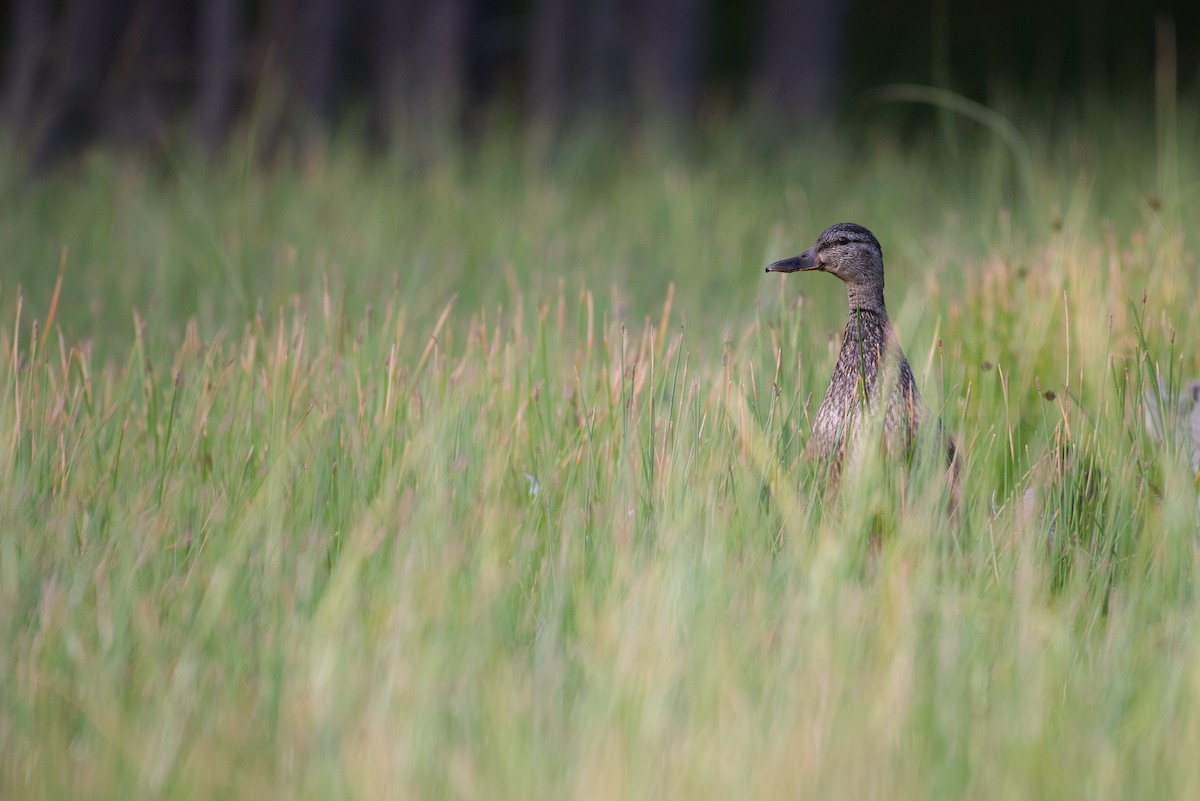 Mallard - ML637030877