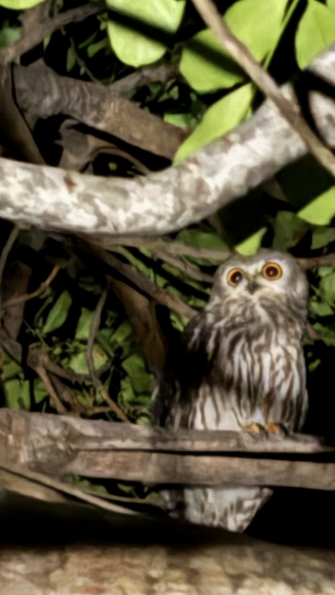 Barking Owl - ML637031057
