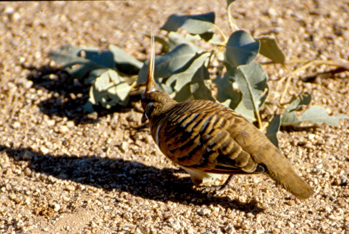 Spinifex Pigeon - ML637031143