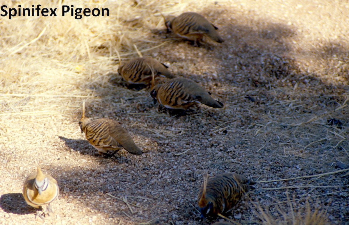 Spinifex Pigeon - ML637031144