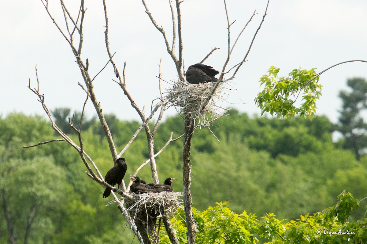 Double-crested Cormorant - ML637031186