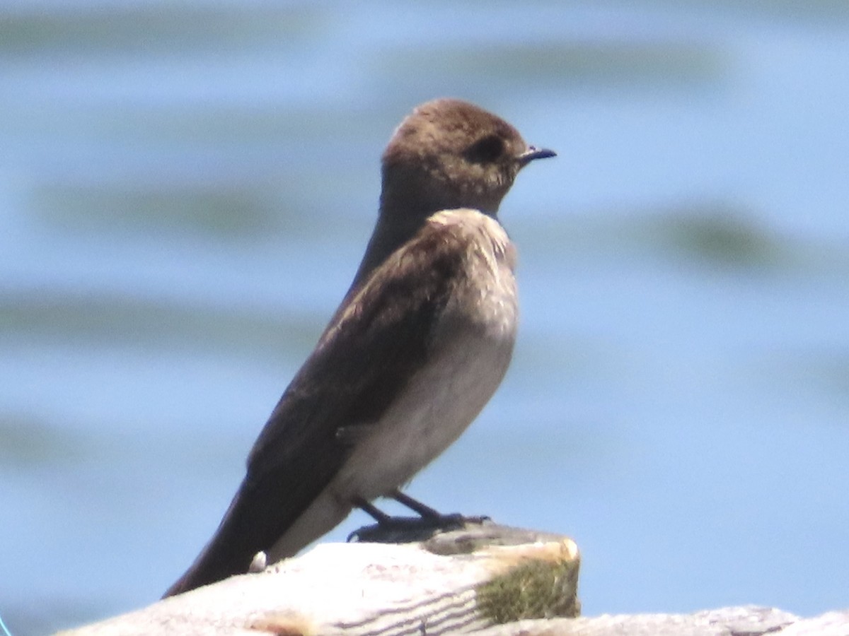 Northern Rough-winged Swallow - ML637031232