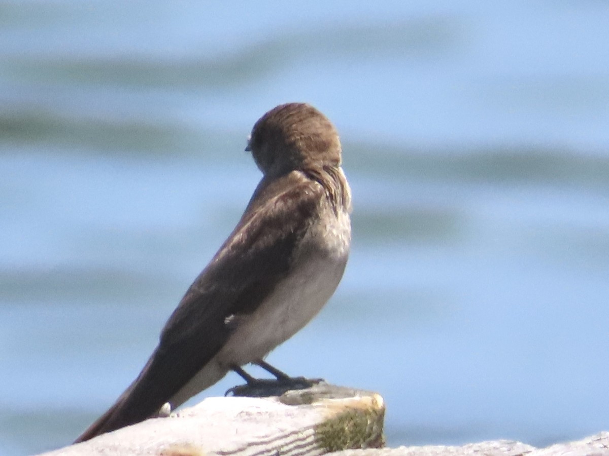 Northern Rough-winged Swallow - ML637031233
