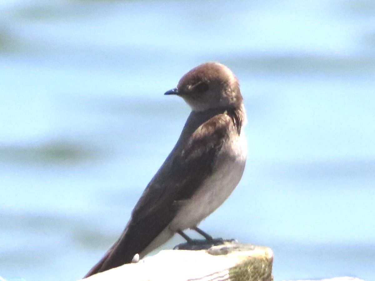 Northern Rough-winged Swallow - ML637031234