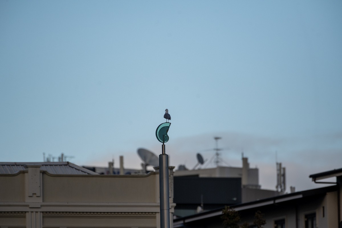 Kelp Gull - ML637031269