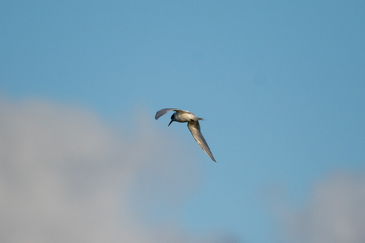 White-fronted Tern - ML637031288