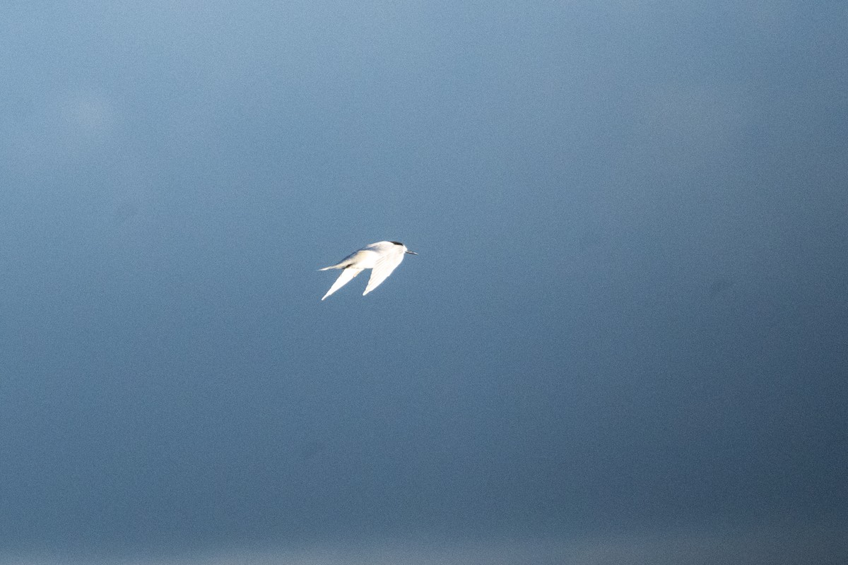 White-fronted Tern - ML637031289