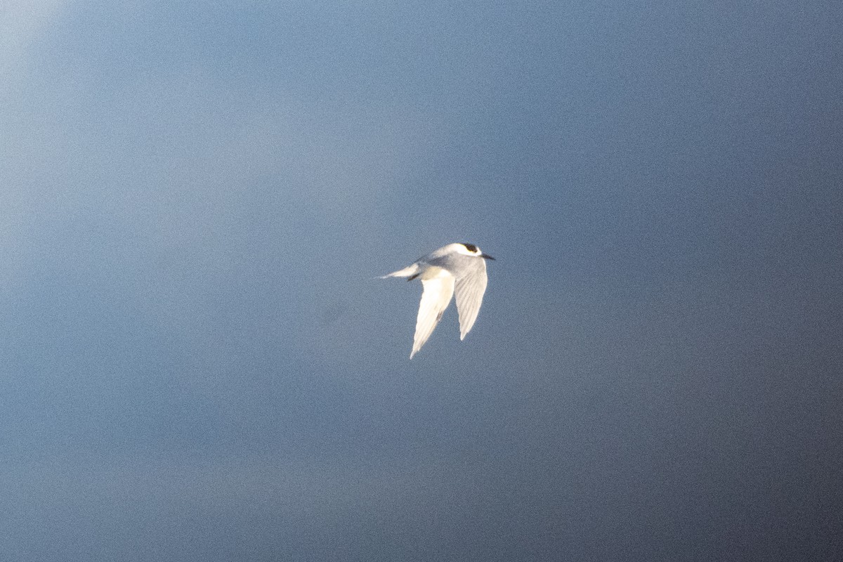 White-fronted Tern - ML637031290
