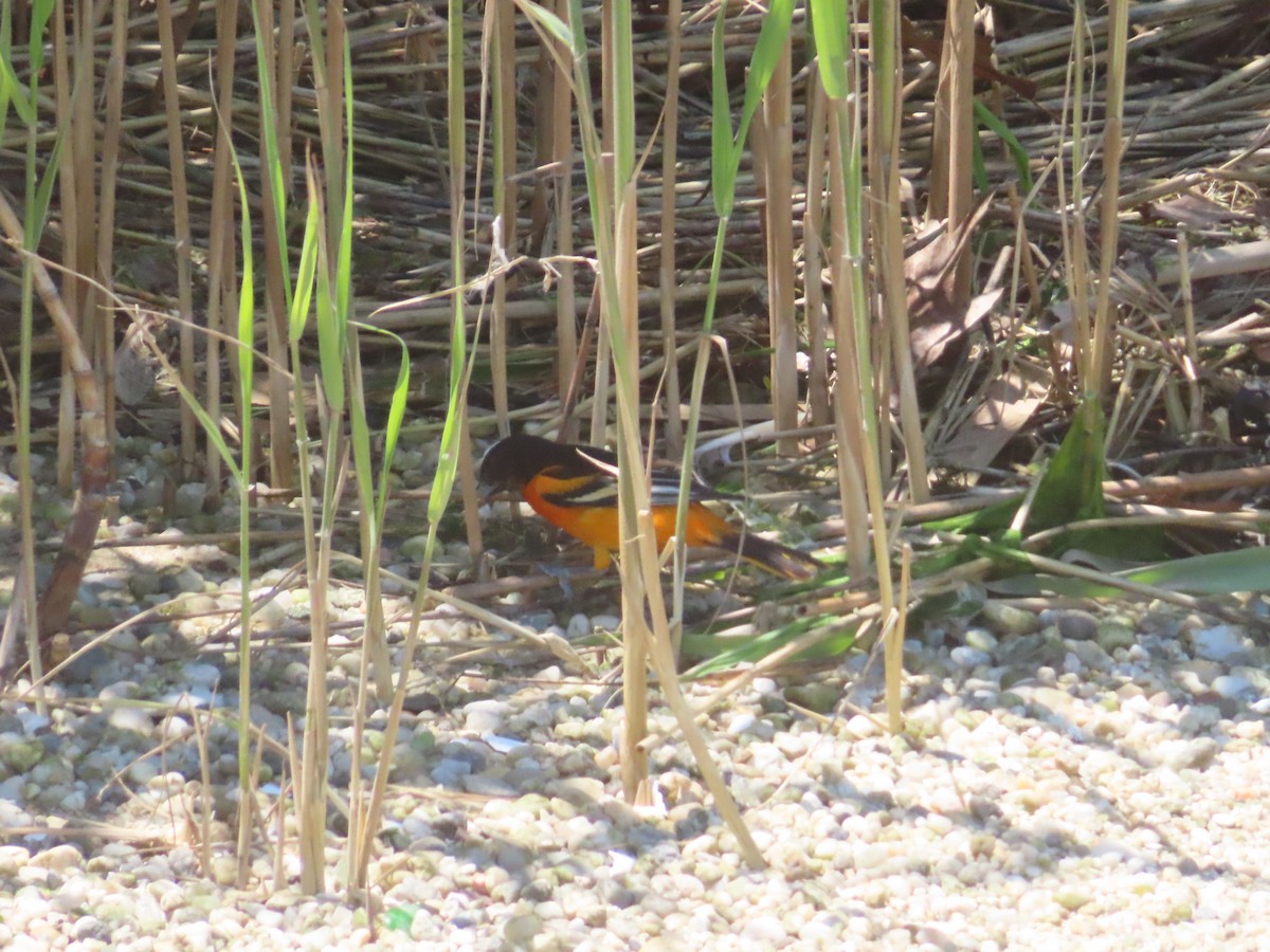 Baltimore Oriole - ML637031324