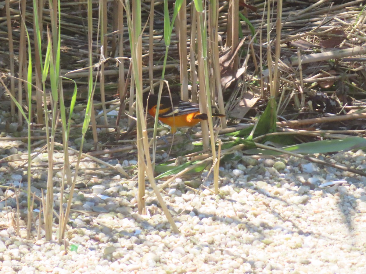 Baltimore Oriole - ML637031325