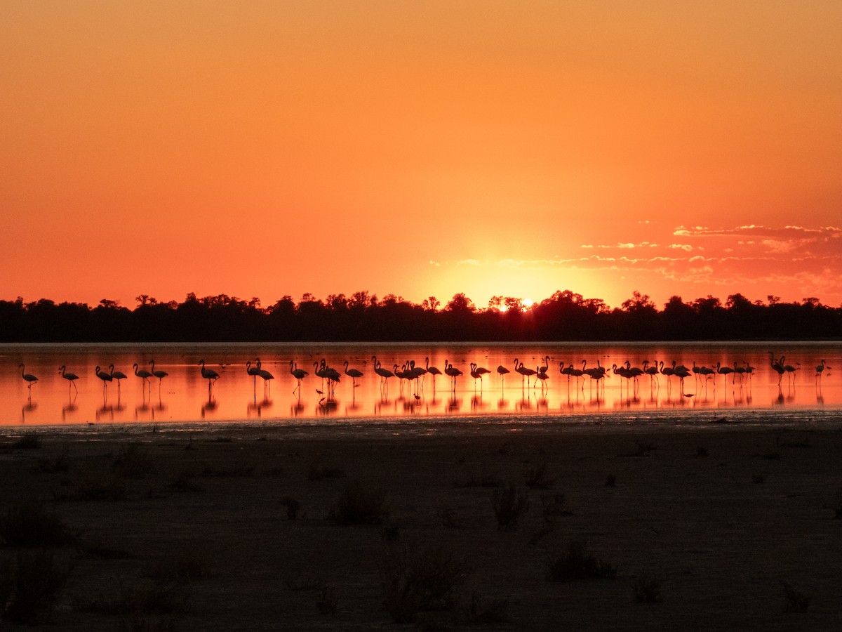 Chilean Flamingo - ML637031343