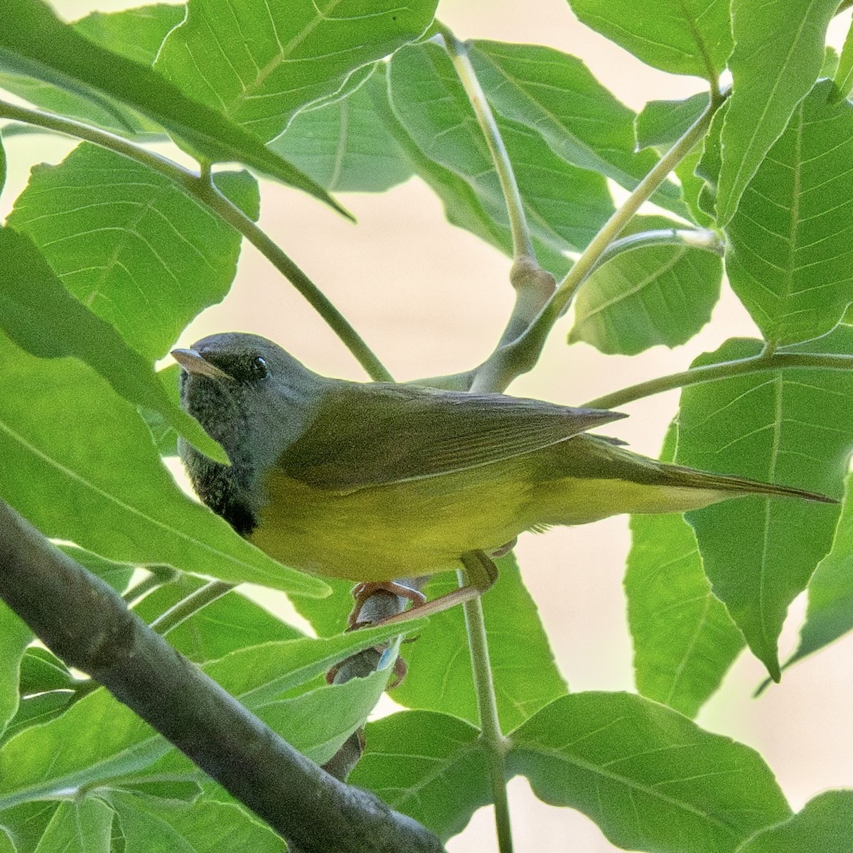 Mourning Warbler - ML637031378
