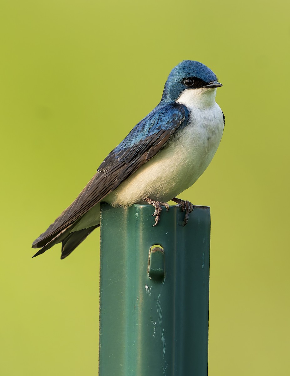 Tree Swallow - ML637031382