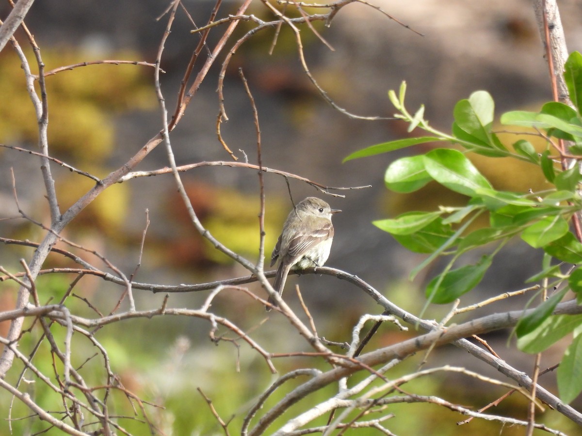 Dusky Flycatcher - ML637031383