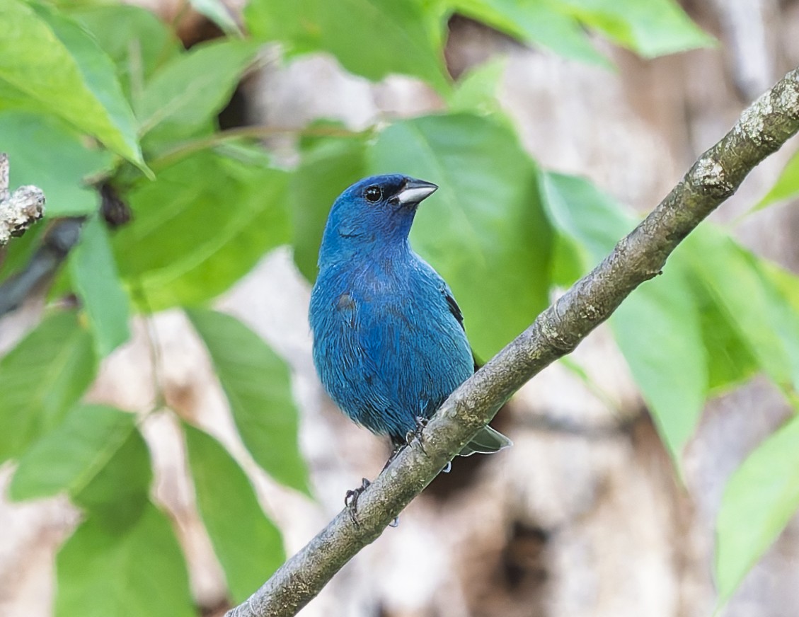 Indigo Bunting - ML637031404