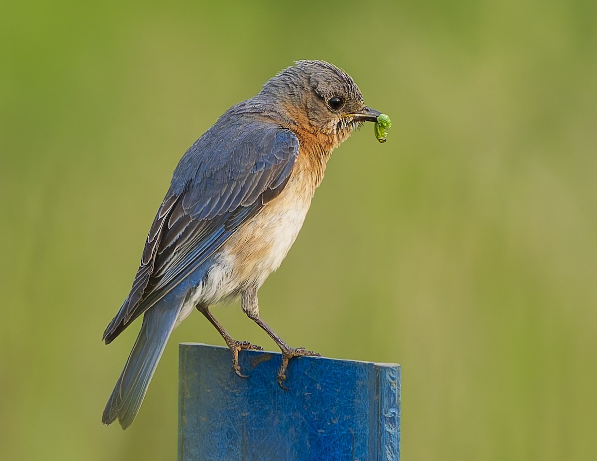 Eastern Bluebird - ML637031433