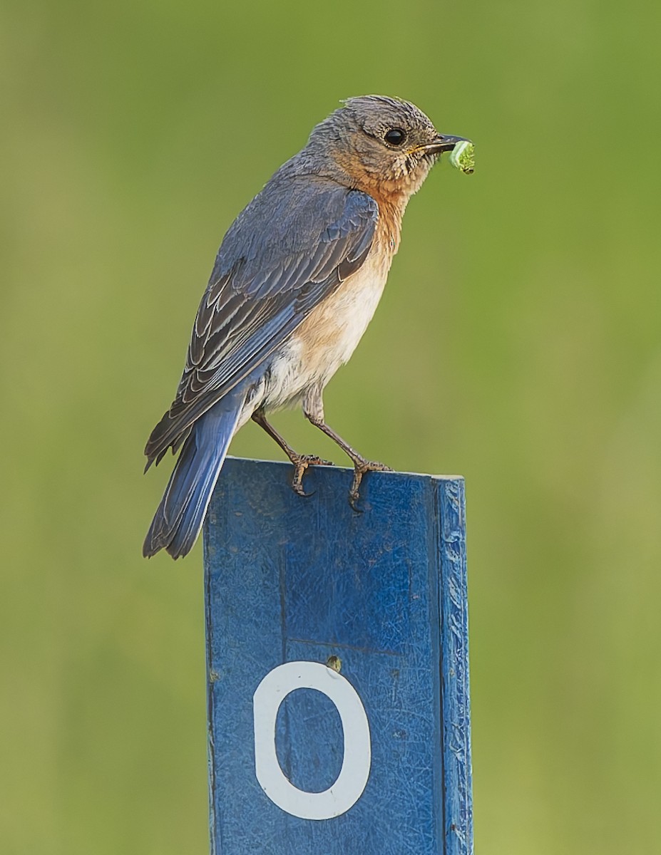 Eastern Bluebird - ML637031434