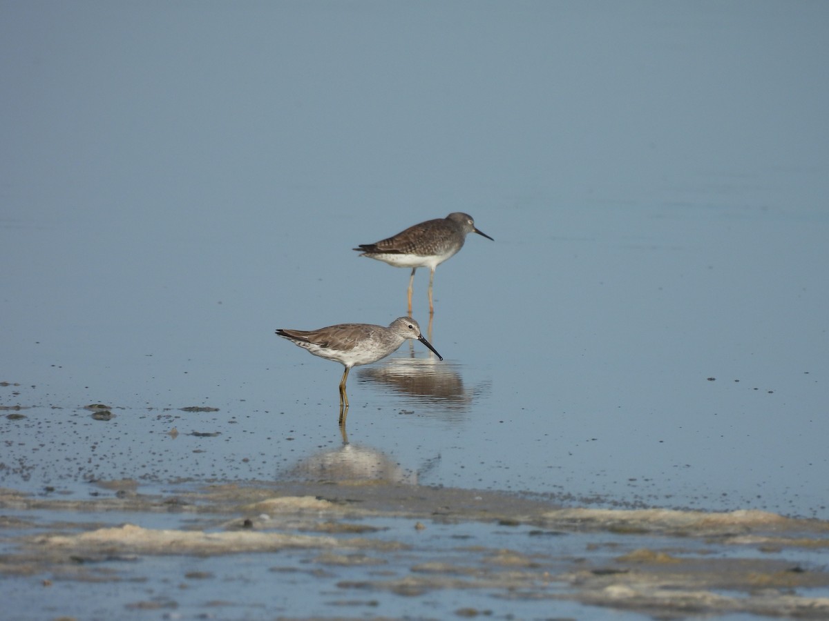 Stilt Sandpiper - ML637031443