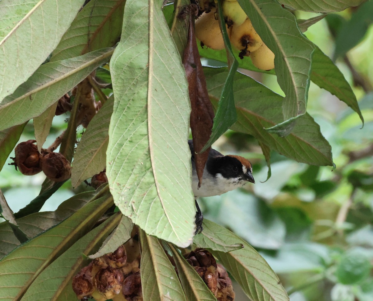 White-winged Brushfinch - ML637031461